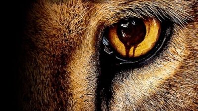 Zoo 1.Sezon 8.Bölüm izle