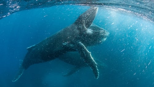 Our Planet 2.Sezon 3.Bölüm izle