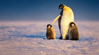 Penguenlerin Gizemli Dünyası 1.Sezon 3.Bölüm izle