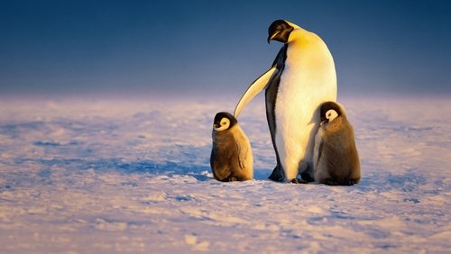 Secrets of the Penguins 1.Sezon 2.Bölüm izle