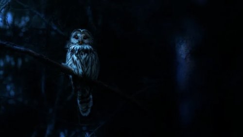 Korkunç Doğa Hikâyeleri 1.Sezon 3.Bölüm izle