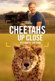Cheetahs Up Close with Bertie Gregory